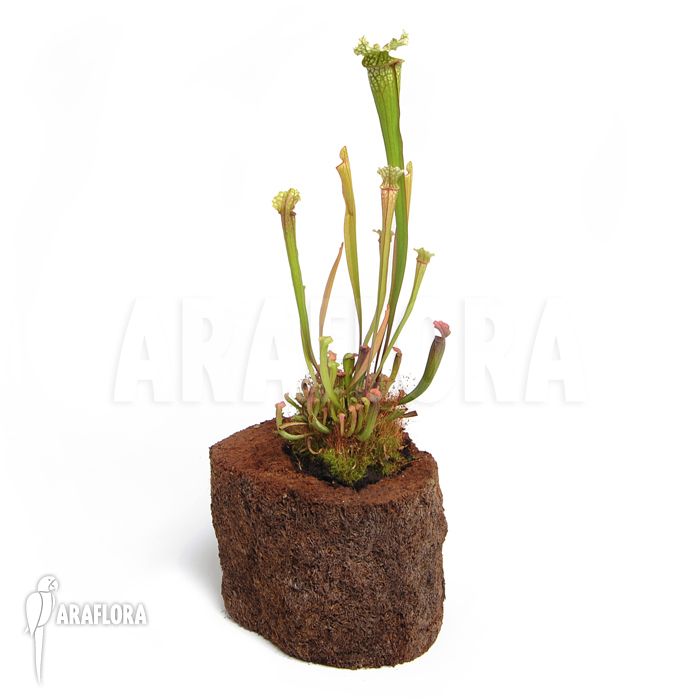 Sarracenia x leucophylla ‘S’