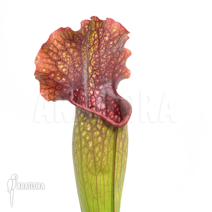 Sarracenia x leucophylla x mitchelliana ‘XL’