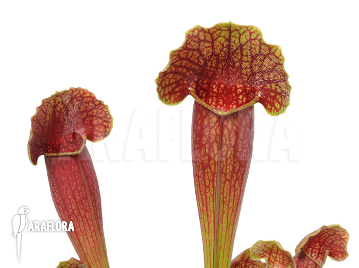 Sarracenia x purpurea hybrid &lsquo;Barbapapa&rsquo; &lsquo;M&rsquo;