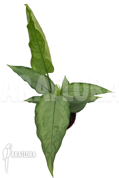 Schismatoglottis Silver form