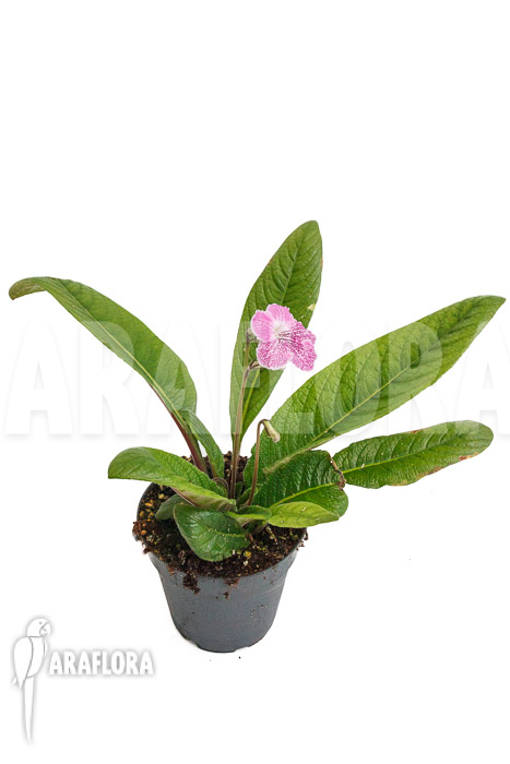 Streptocarpus hybrid Pink-speckled