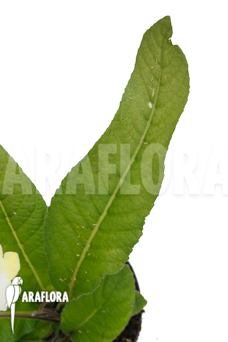 Streptocarpus hybrid Yellow-white