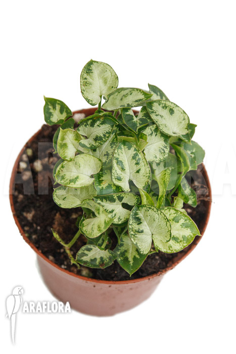 Syngonium Mini ‘M’