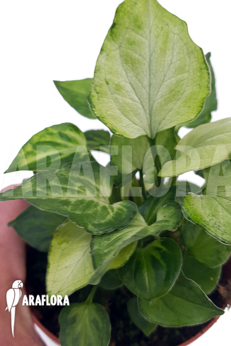 Syngonium ‘Mouse ears’