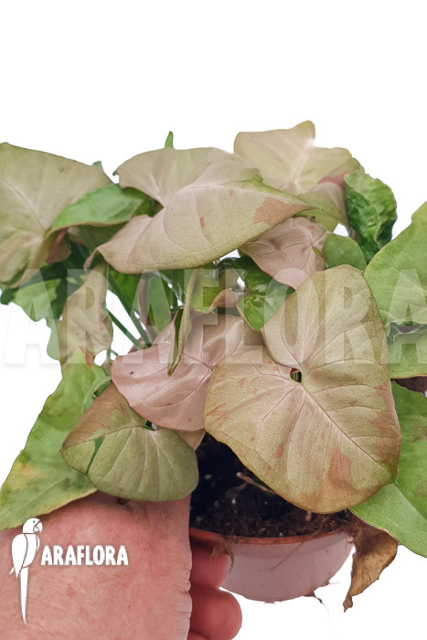 Syngonium ‘Pink spot’