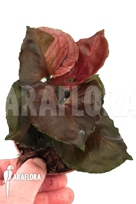 Syngonium ‘Strawberry Ice’