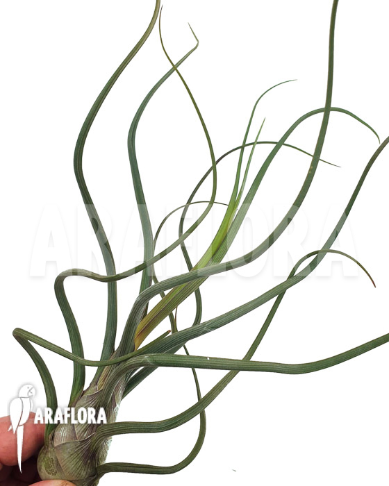 Tillandsia bailey