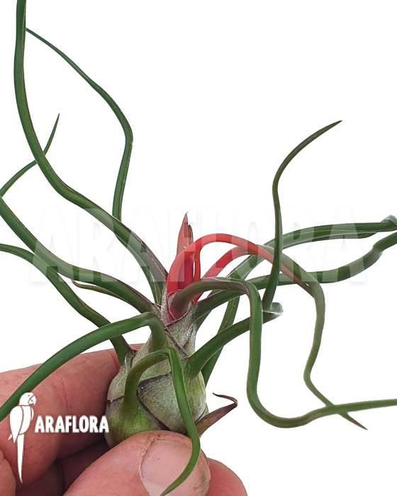 Tillandsia bulbosa