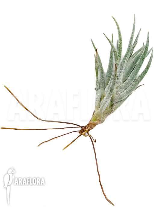 Tillandsia mitlaensis unmounted