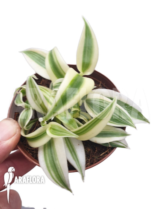 Vanilla planifolia ‘albo marginata’ Starter