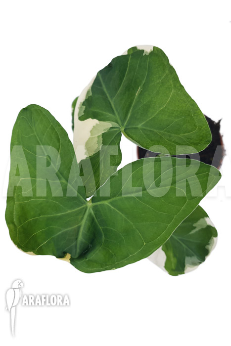 Xanthosoma albo marginata ‘Mickey Mouse’