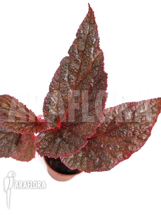 Begonia x ‘U062’