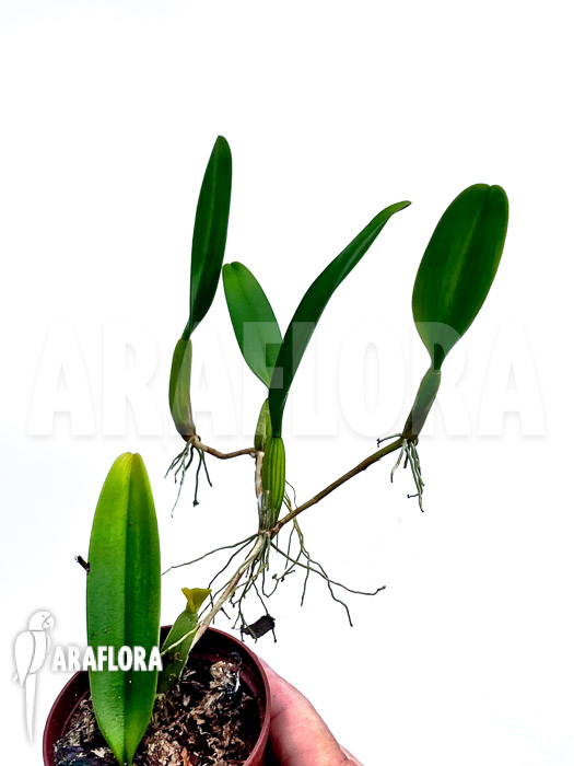 Bulbophyllum odoratissimum