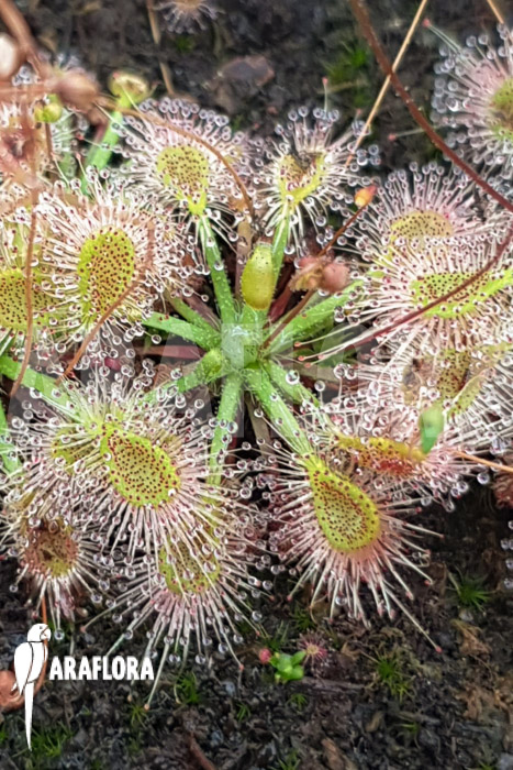 Drosera omissa