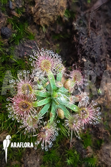 Drosera platystigma (Jarrahwood)