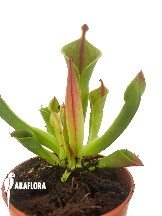 Heliamphora minor &lsquo;M&rsquo;
