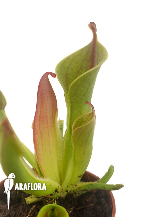 Heliamphora minor &lsquo;M&rsquo;