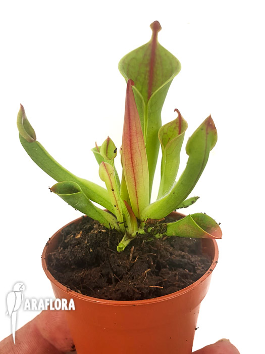 Heliamphora minor &lsquo;M&rsquo;