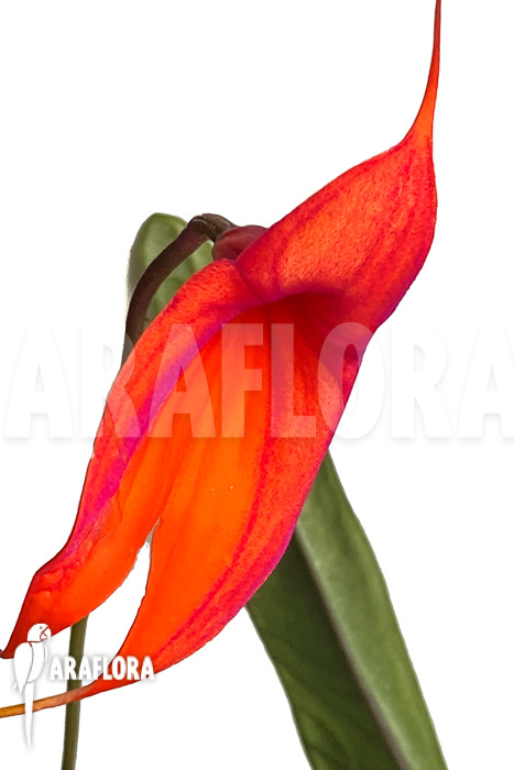 Masdevallia veitchiana