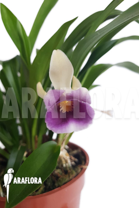 Warczewiczella discolor