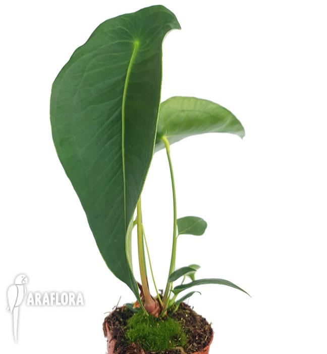 Anthurium peltigerum