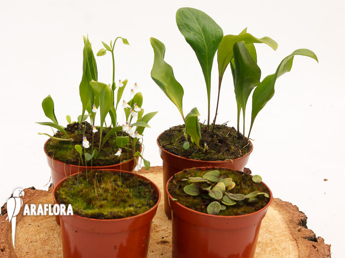 Blaasjeskruid Utricularia mix 4x