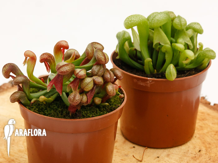 Cobralelie Darlingtonia mix 2x