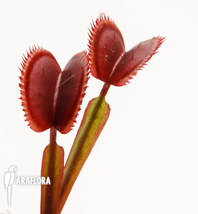Dionaea muscipula ‘Red Dentist’