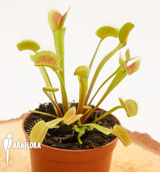 Dionaea muscipula ‘Upright Green-Red’