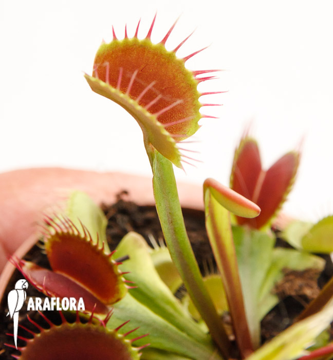 Dionaea muscipula ‘Upright Red’