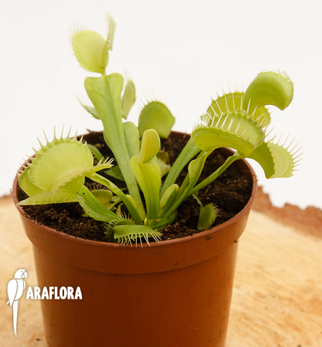 Dionaea muscipula ‘Upright green’