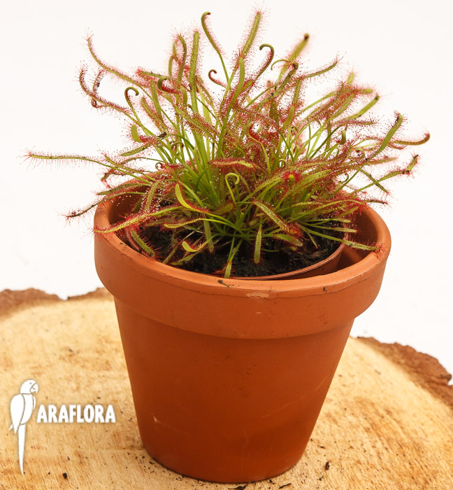 Drosera capensis ‘Red’