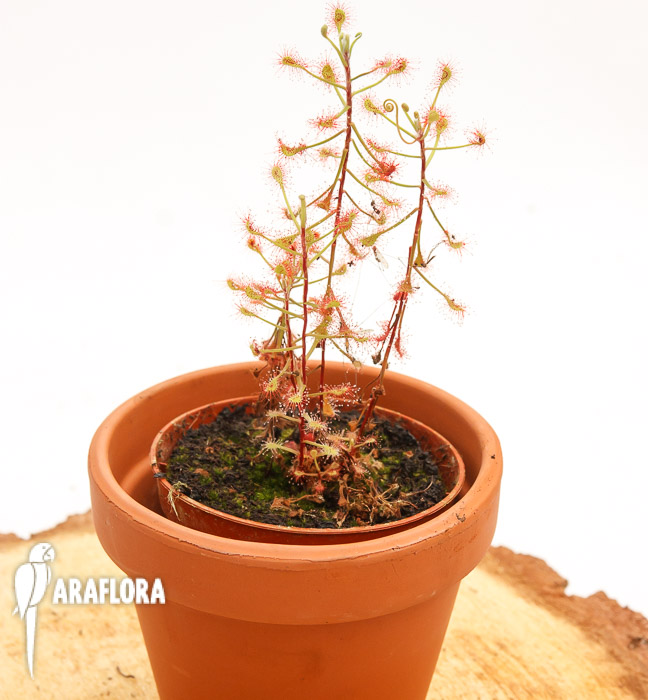 Drosera madagascariensis