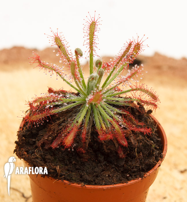 Drosera neocaledonica