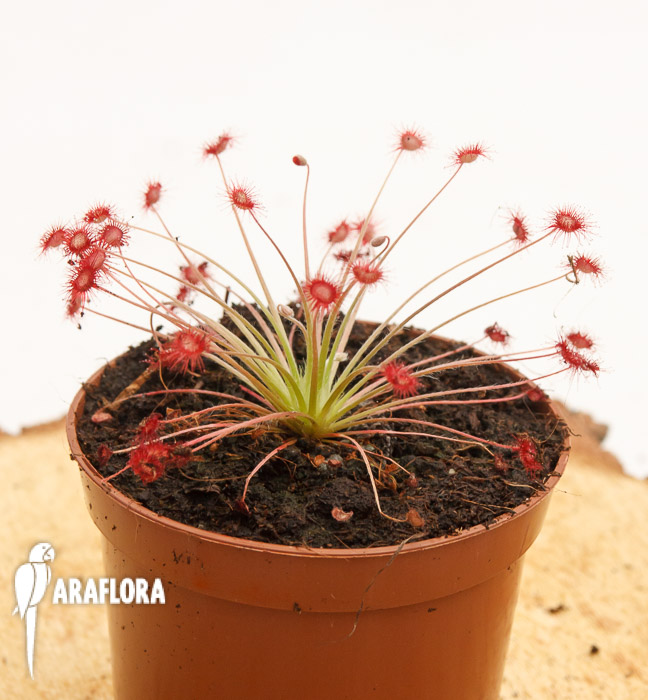 Drosera paradoxa