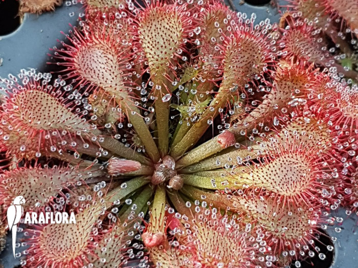 Drosera spatulata ‘Asia’