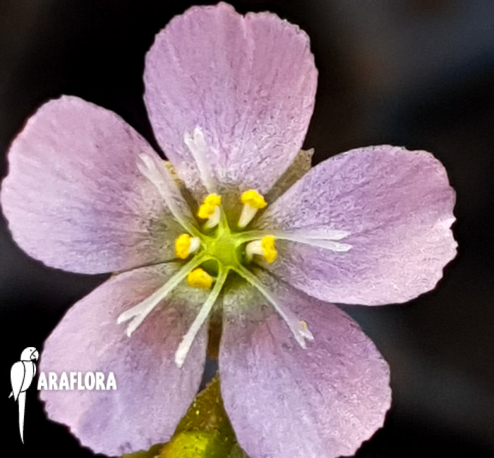 Drosera spatulata ‘China’