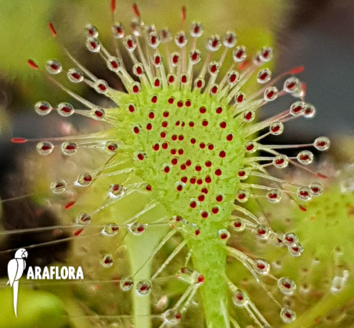 Drosera x beleziana ‘Starter’