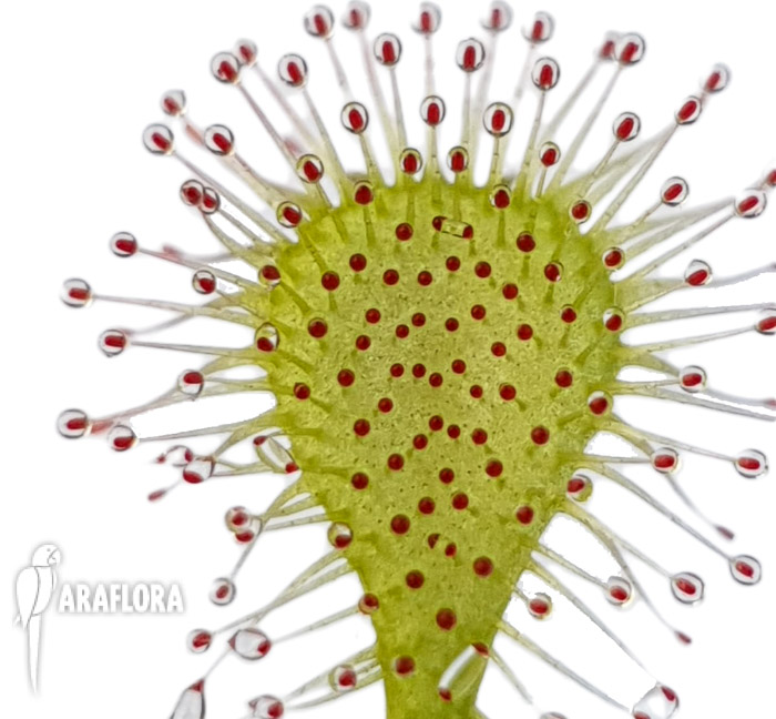 Drosera x beleziana ‘Starter’