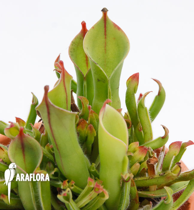 Heliamphora minor