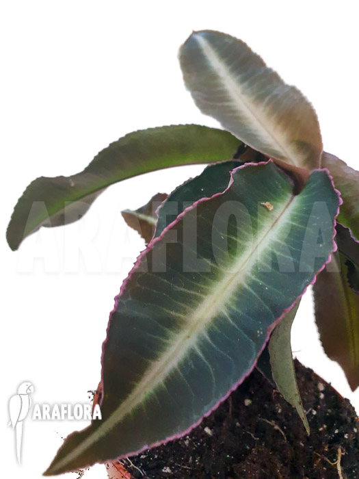 Labisia pumila &lsquo;XL&rsquo;