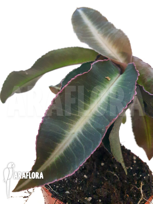 Labisia pumila &lsquo;XL&rsquo;