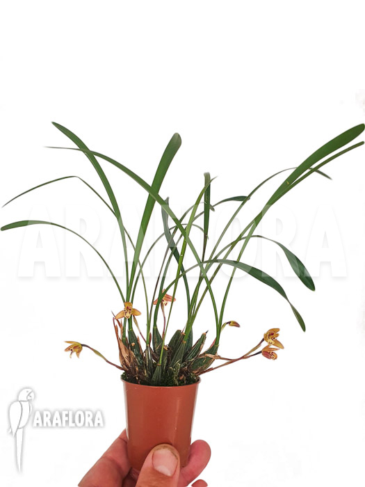 Maxillaria cerifera