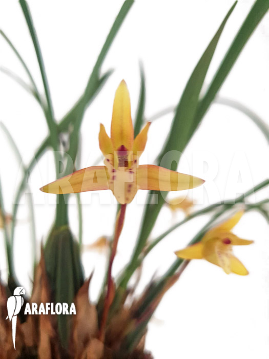 Maxillaria cerifera