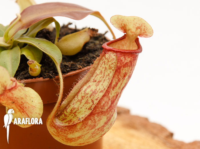 Nepenthes x ‘Gaya’
