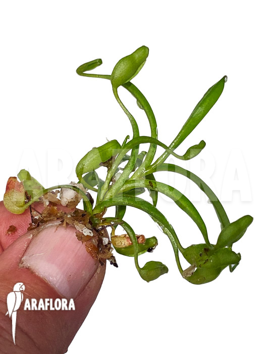 Nepenthes flava ‘Starter’