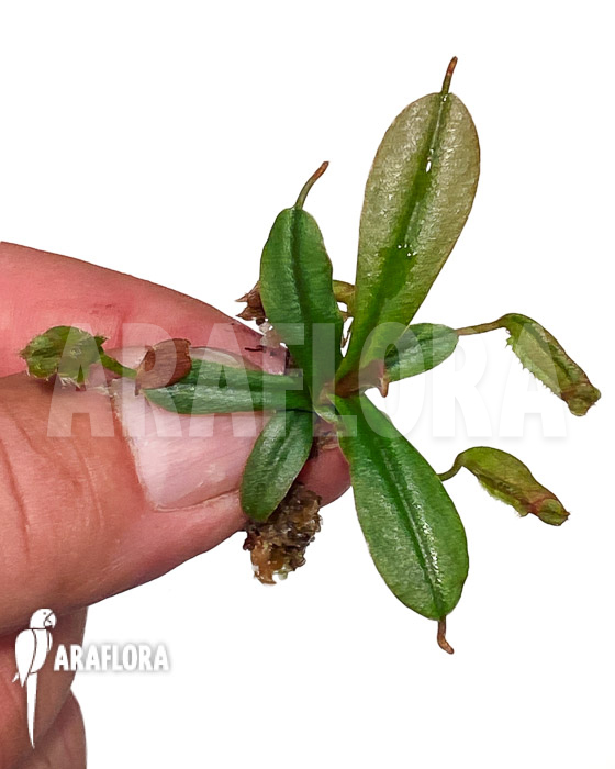 Nepenthes vieillardii ‘Starter’
