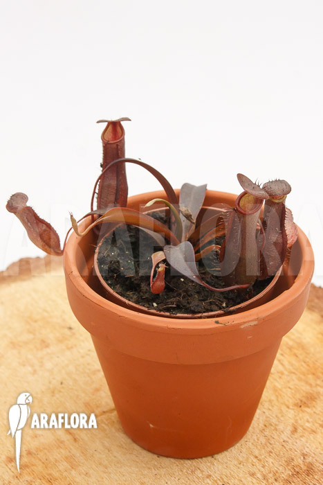 Nepenthes x ‘Rebecca Soper’
