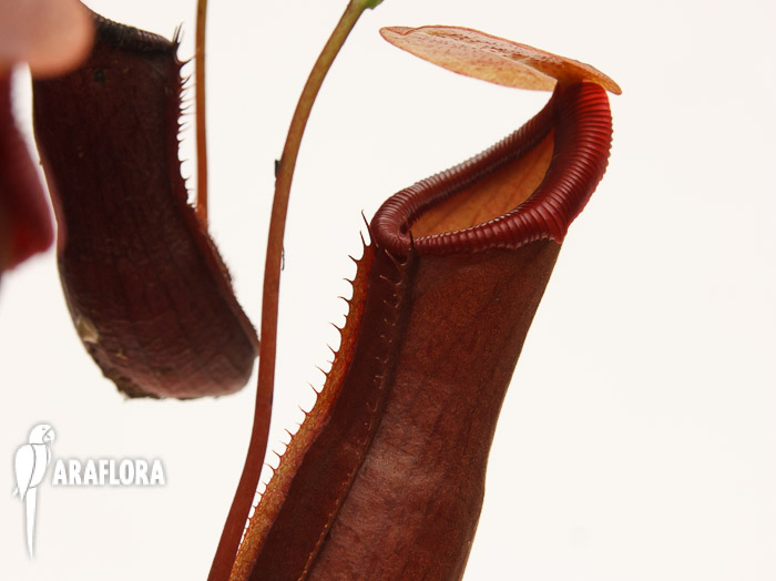 Nepenthes x singalana