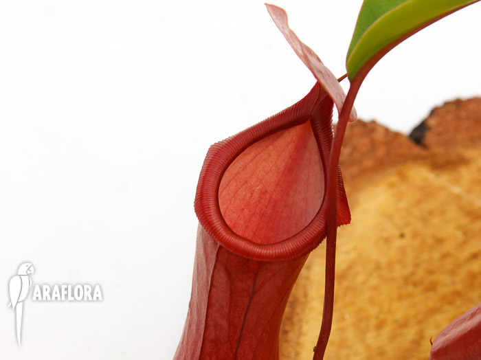 Nepenthes x ventrata ‘L’